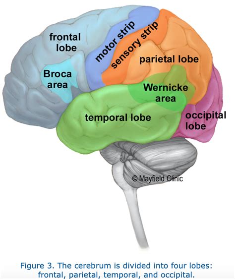 Brain Parts Diagram Labeled Labeled Brain Anatomy Diagram