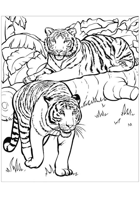 Tigers in the jungle coloring book to print and online