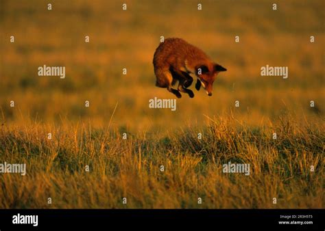 Leaping fox hi-res stock photography and images - Alamy