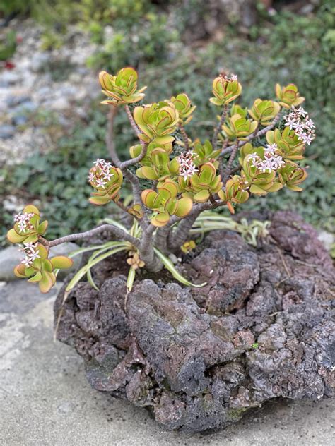 My Jade Plant that is growing on volcanic rock has bloomed #gardening # ...