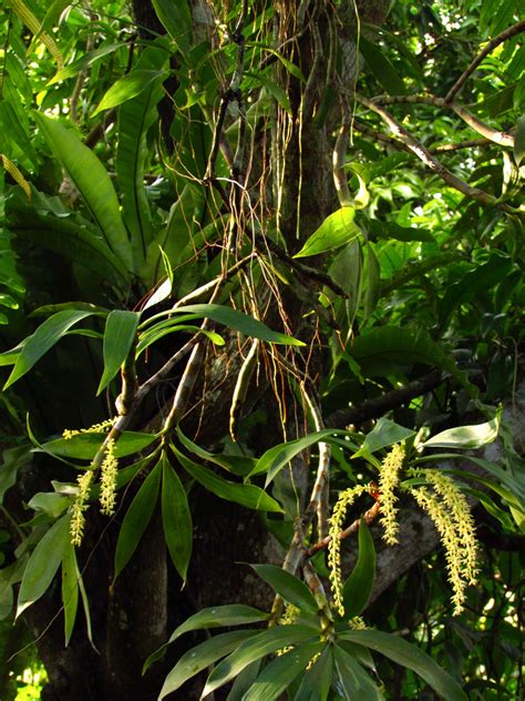 1784: Flowering Epiphytic Orchids