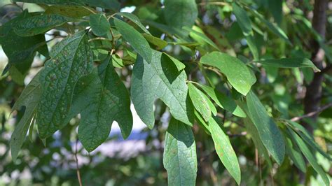 Sassafras root once used to make home-brews