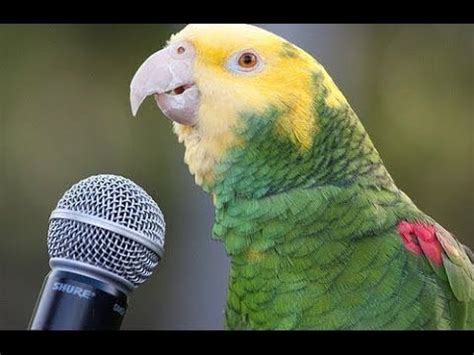 Baby Animals 🔴 Funny Parrots and Cute Birds Compilation (2021) Loros ...