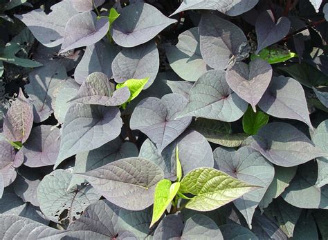 Ornamental sweet potato vine | Garden Housecalls