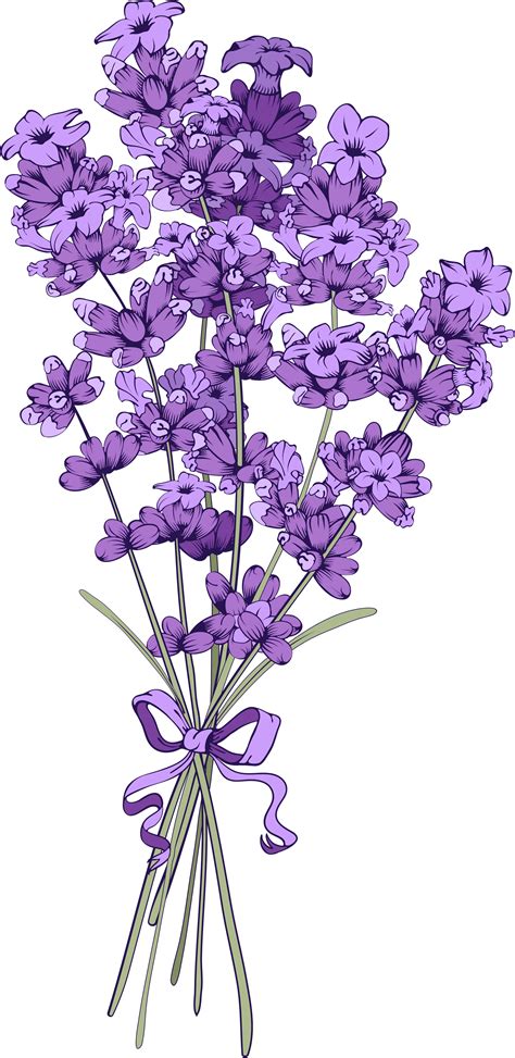 Lavender Clipart Png - Free Logo Image