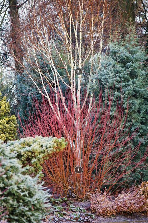 Winter Interest Worth Waiting For - FineGardening | Evergreen garden ...