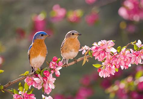 Eastern Bluebird Pictures, Images and Stock Photos - iStock