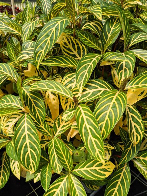 Gorgeous Giant Tropical Shrub (sanchezia speciosa) – Kens Nursery