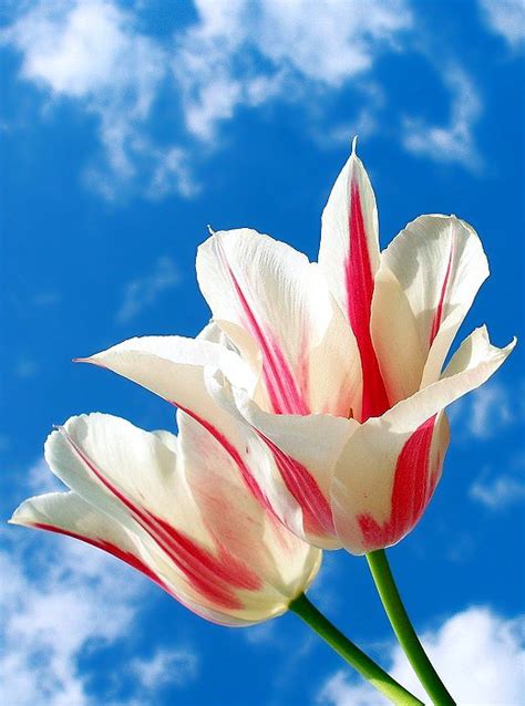Flower Pictures: Tulips flowers