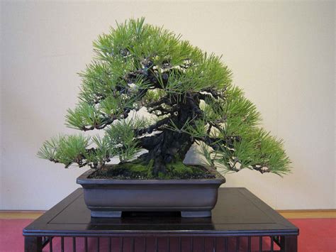 Japanese Black Pine Bonsai Trees