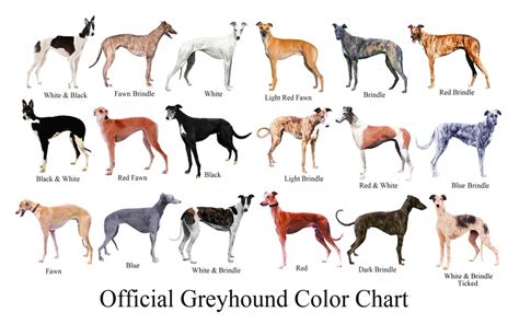 Greyhound Colour Chart - GLOHW