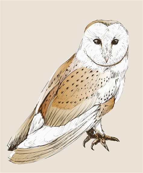 Illustration drawing of owl | Animal Illustrations ~ Creative Market