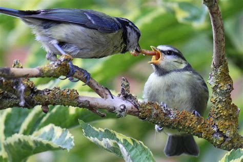 Insectivorous birds consume annually as much | EurekAlert!