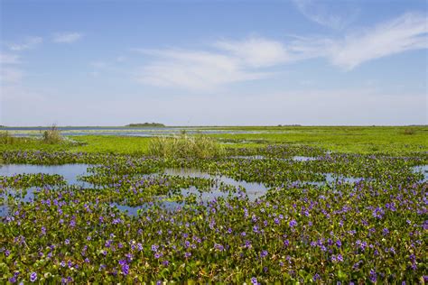 Argentina’s Iberá Wetlands — A Story of Hope en 2020 | Argentina