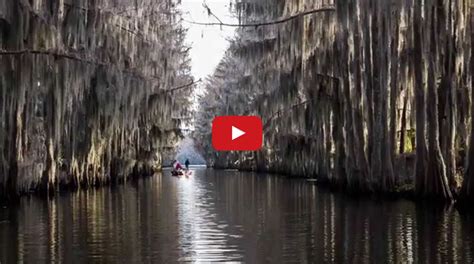 Caddo Lake – Day Trippin' Texas