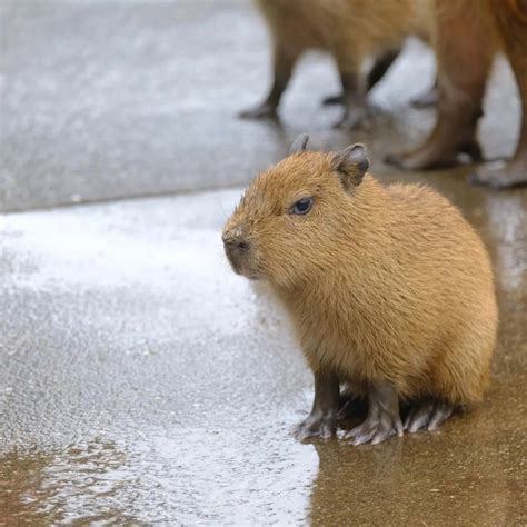 Create meme "little capybara, mini capybara, capybaras " - Pictures - Meme-arsenal.com