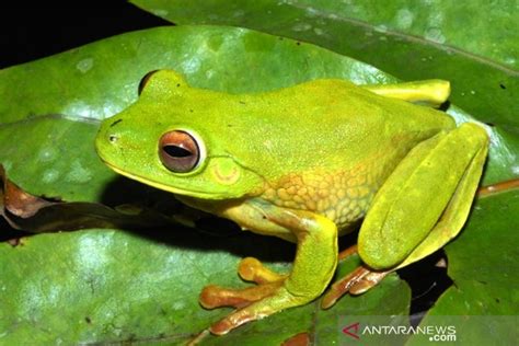 New frog species discovered in area of PT Freeport Indonesia - ANTARA News