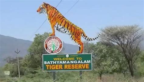 Sathyamangalam Tiger Reserve Archives - Indian Masterminds - Bureaucracy, Bureaucrats, Policy ...