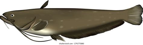 Amur Catfish Realistic Illustration Vector Eps Stock Vector (Royalty Free) 1791775880 | Shutterstock