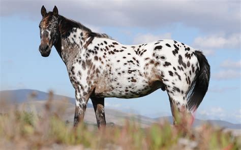 Cavalo Appaloosa