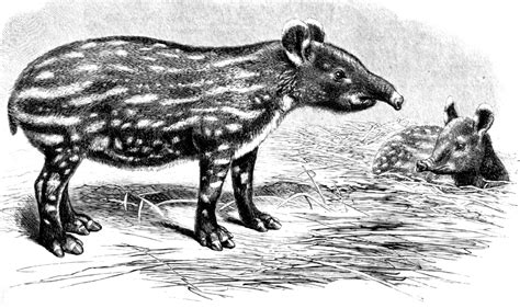 Tapir Photos-adult and baby bairds tapir illustration