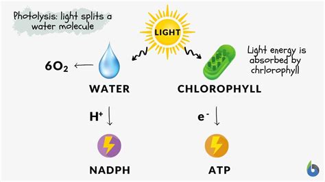 Photolysis - Definition and Examples - Biology Online Dictionary