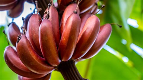 The Red Banana Tree: Everything You Want to Know - Minneopa Orchards