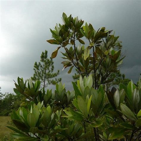 Buy Sweetbay (Magnolia Virginiana) 5 seeds online :: Seeds ...