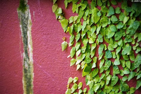 Pretty Green Leaves on Red Wall | Josh Giuliano | Flickr