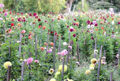 Bliss Ranch: Farm Of Dahlias