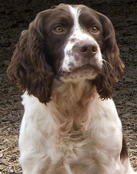 Paw Print Genetics - Breed of the Week: English Springer Spaniel