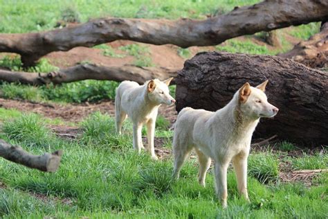 Phillip Island Wildlife Park - Animal Zoo Opening Hours & Ticket Prices