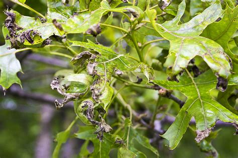 Minnesota Seasons - Oak Anthracnose