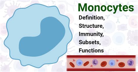 Monocytes Types