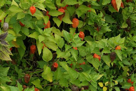 Physalis alkekengi