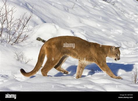 Mountain Lion (Puma concolor) hunting in the snow, Kalispell, Montana ...