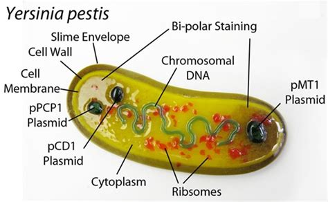 Bio-Synthesis Newsletter-June 2018