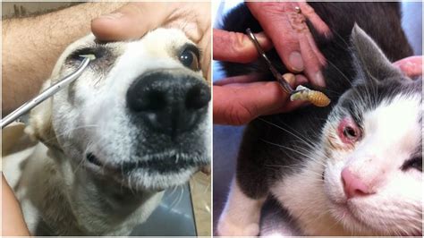 Botfly Larvae Removal from Puppies/Kittens EYEs to Save her SIGHT