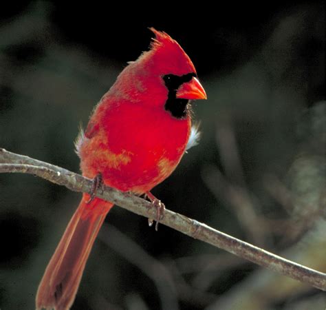 Son los cardenales rojos? - startupassembly.co