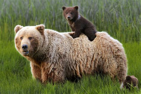 From Mild to Wild: How to See Alaska’s National Parks | Bear, Animals beautiful, Animals wild