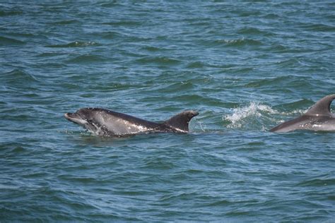 Free Images : sea, play, fauna, vertebrate, sims, bottlenose dolphin, marine mammal, marine ...