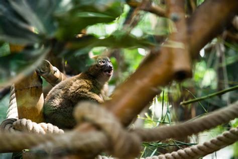 Greater Bamboo Lemur: Why Is It Endangered?