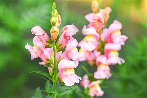 How to Harvest and Save Snapdragon Seeds | Gardener’s Path