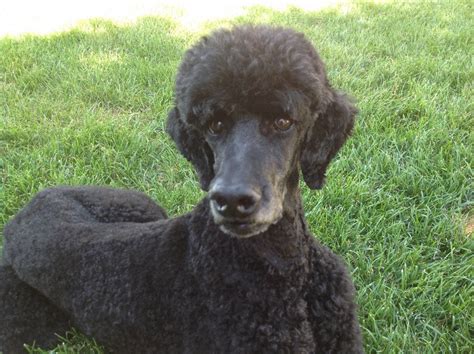 Does ear hair grow more slowly? - Poodle Forum - Standard Poodle, Toy Poodle, Miniature Poodle ...