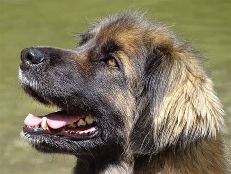 Top 10 Largest Dog Breeds In The World - The Mysterious World