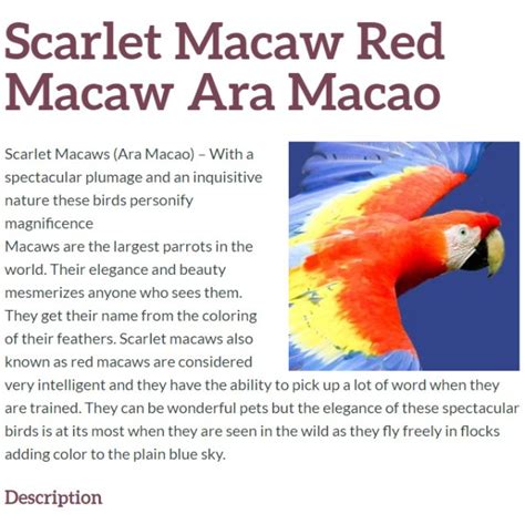 Lifespan Scarlet Macaw - Macaw Facts