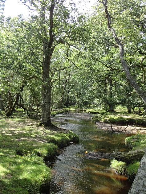 √ New Forest National Park England