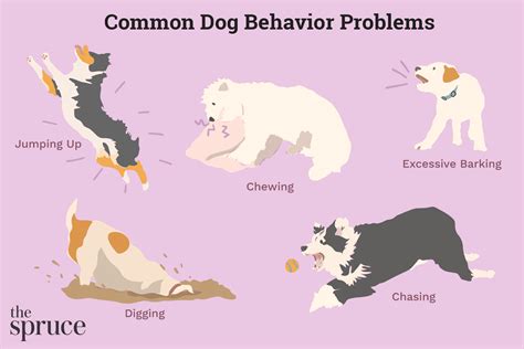 10 Common Dog Behavior Problems and Solutions