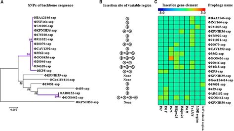 Frontiers | Evolutionary Diversity of Prophage DNA in Klebsiella pneumoniae Chromosomes