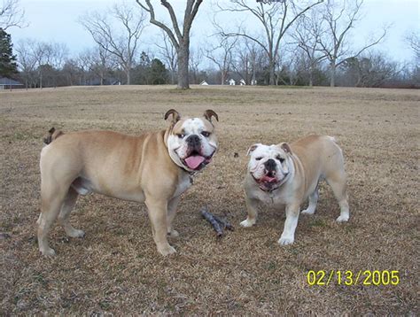 Olde English Bulldog vs. English Bulldog